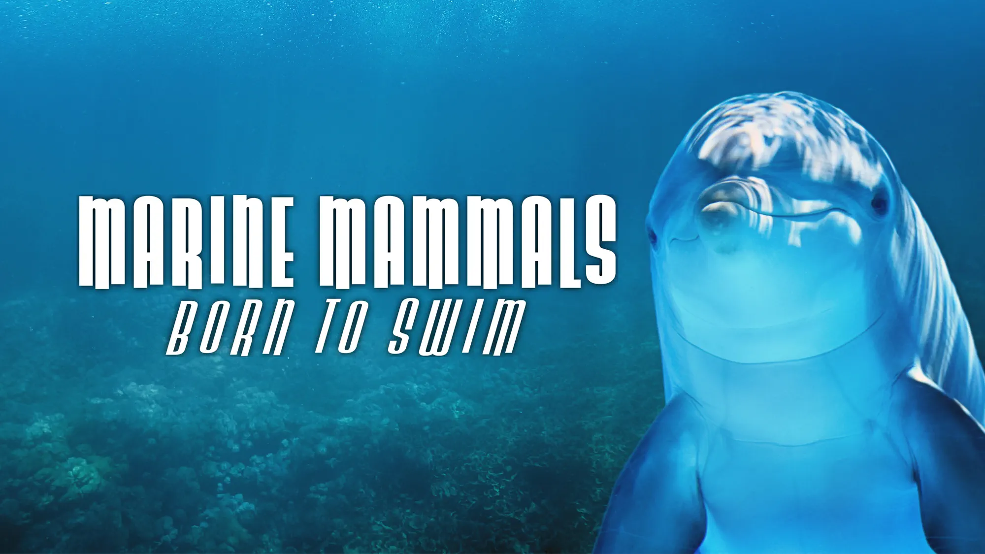 Read more about the article Marine Mammals